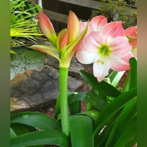 Amaryllis Flowering Bulb Plant